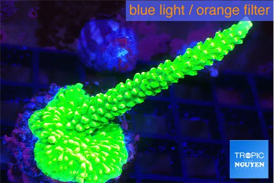 Acropora neon green 4-5 cm WYSIWYG acclimaté