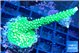 Acropora neon green 4-5 cm WYSIWYG acclimaté