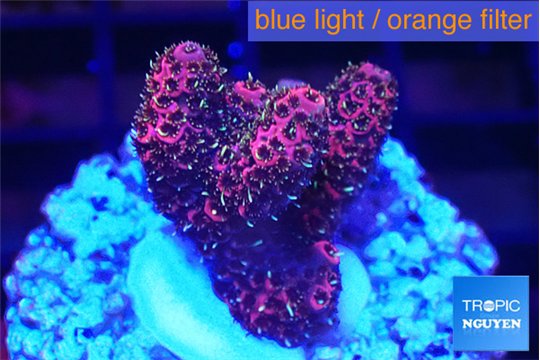 Acropora hyacinthus pink 2-4 cm WYSIWYG acclimaté