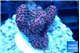 Acropora hyacinthus pink 2-4 cm WYSIWYG acclimaté