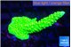 Acropora neon green 3-5 cm WYSIWYG acclimaté