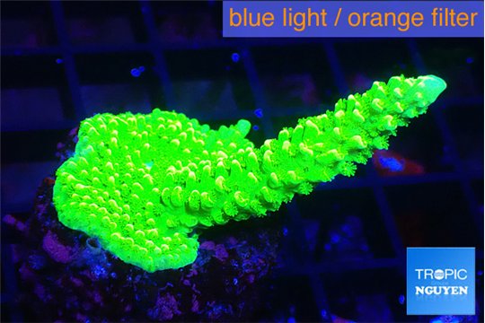 Acropora neon green 3-5 cm WYSIWYG acclimaté