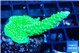 Acropora neon green 3-5 cm WYSIWYG acclimaté