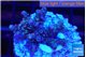 Acropora Walt Disney 2-4 cm WYSIWYG acclimaté