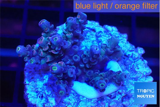 Acropora Walt Disney 2-4 cm WYSIWYG acclimaté
