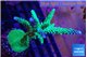 Acropora green & purple tip 5-8 cm WYSIWYG acclimaté