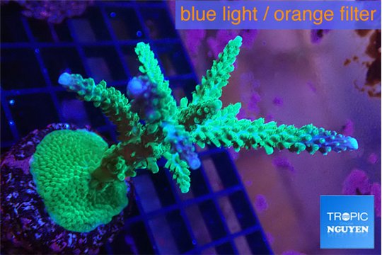 Acropora green & purple tip 5-8 cm WYSIWYG acclimaté