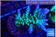 Acropora green & blue tip Fijii 4-6 cm WYSIWYG acclimaté