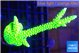 Acropora neon green 4-6 cm WYSIWYG acclimaté