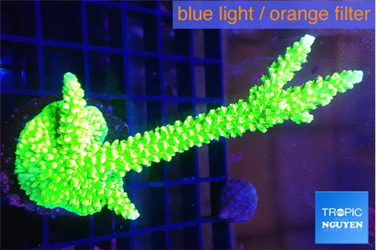 Acropora neon green 4-6 cm WYSIWYG acclimaté