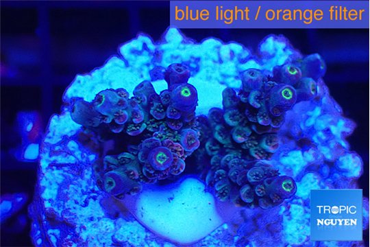 Acropora Walt Disney 2-4 cm WYSIWYG acclimaté