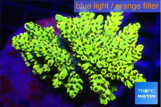 Acropora pikachu 7-11 cm WYSIWYG acclimaté