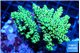 Acropora pikachu 7-11 cm WYSIWYG acclimaté