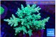 Acropora green & blue ice 8-12 cm WYSIWYG acclimaté