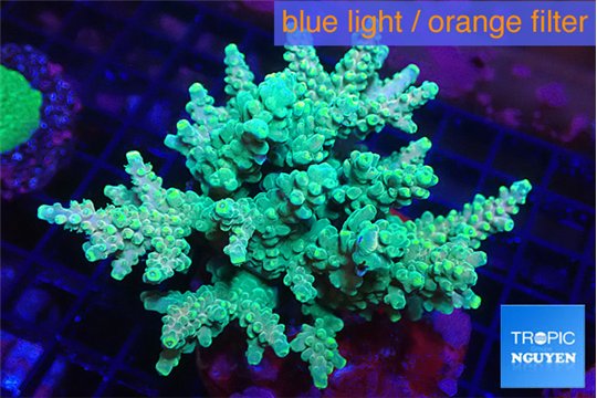 Acropora green & blue ice 8-12 cm WYSIWYG acclimaté