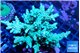 Acropora green & blue ice 8-12 cm WYSIWYG acclimaté