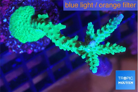 Acropora green & purple tip 3-5 cm WYSIWYG acclimaté