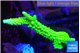 Acropora neon green 4-5 cm WYSIWYG acclimaté