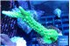 Acropora neon green 4-5 cm WYSIWYG acclimaté