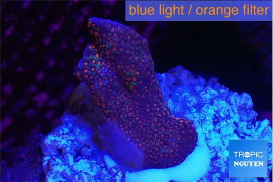 Montipora digitata red 2-3 cm WYSIWYG acclimaté