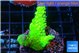 Acropora neon green 3-4 cm WYSIWYG acclimaté