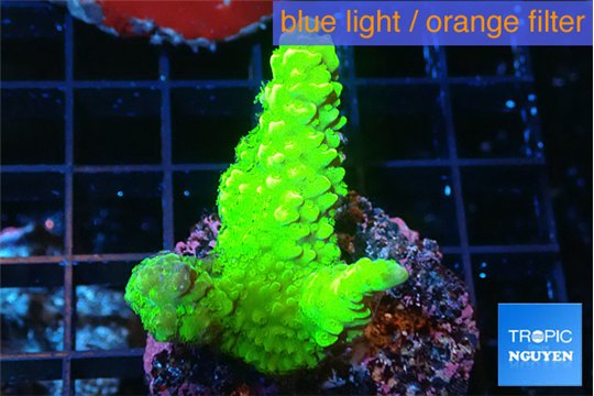 Acropora neon green 3-4 cm WYSIWYG acclimaté