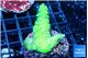 Acropora neon green 3-4 cm WYSIWYG acclimaté