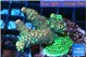 Acropora mango 3-5 cm WYSIWYG acclimaté