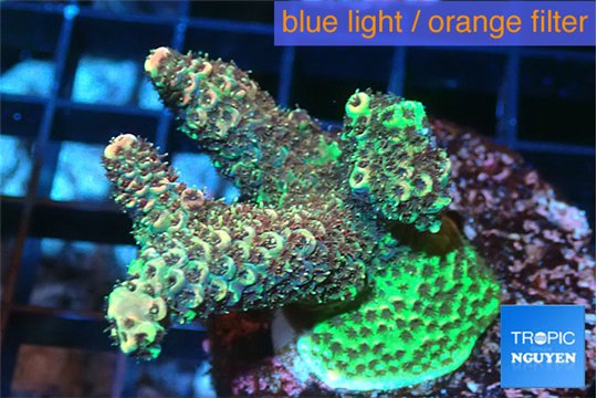 Acropora mango 3-5 cm WYSIWYG acclimaté