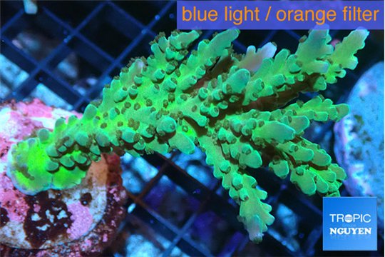 Acropora green & blue tip Fijii 5-7 cm WYSIWYG acclimaté