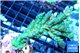 Acropora green & blue tip Fijii 5-7 cm WYSIWYG acclimaté