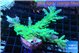 Acropora green & purple tip 6-8 cm WYSIWYG acclimaté