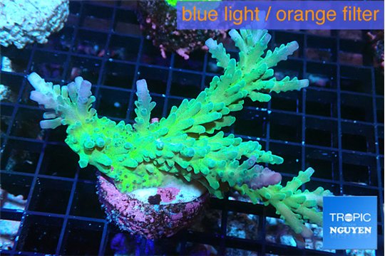 Acropora green & purple tip 6-8 cm WYSIWYG acclimaté