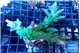 Acropora green & purple tip 6-8 cm WYSIWYG acclimaté