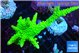 Acropora neon green 9-14 cm WYSIWYG acclimaté