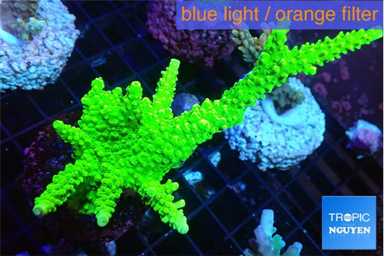 Acropora neon green 9-14 cm WYSIWYG acclimaté