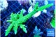 Acropora neon green 9-14 cm WYSIWYG acclimaté