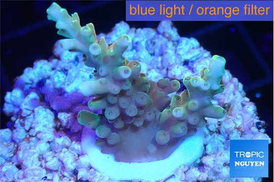 Acropora microclados gold tip 2-4 cm WYSIWYG acclimaté