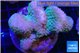 Pocillopora verrucosa green & pink 7-10 cm WYSIWYG acclimaté