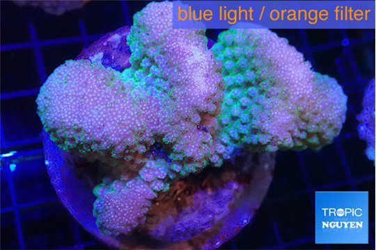Pocillopora verrucosa green & pink 7-10 cm WYSIWYG acclimaté