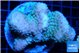 Pocillopora verrucosa green & pink 7-10 cm WYSIWYG acclimaté