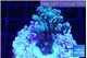 Acropora Walt Disney 2-4 cm WYSIWYG acclimaté
