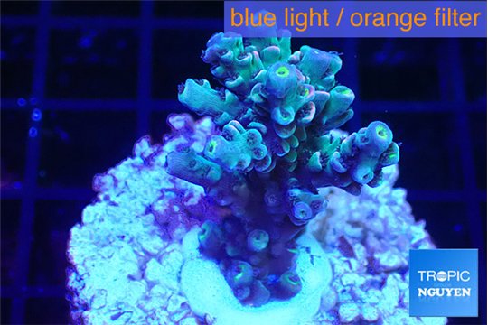 Acropora Walt Disney 2-4 cm WYSIWYG acclimaté