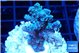 Acropora Walt Disney 2-4 cm WYSIWYG acclimaté