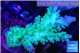 Acropora green & blue tip Fijii 5-7 cm WYSIWYG acclimaté