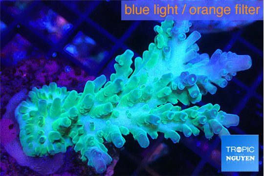 Acropora green & blue tip Fijii 5-7 cm WYSIWYG acclimaté