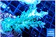 Acropora green & blue tip Fijii 5-7 cm WYSIWYG acclimaté