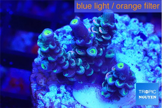 Acropora Walt Disney 2-4 cm WYSIWYG acclimaté