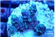 Acropora Walt Disney 2-4 cm WYSIWYG acclimaté