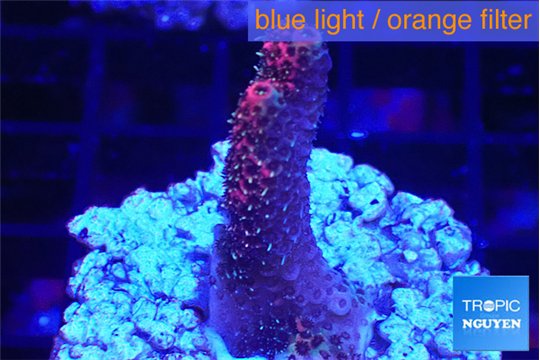 Acropora hyacinthus pink 2-4 cm WYSIWYG acclimaté